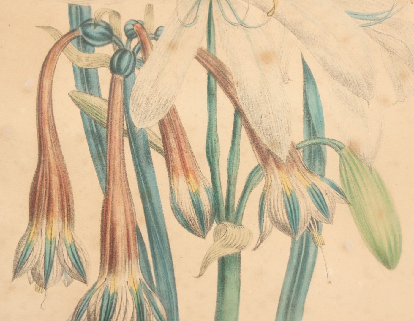 Lot 034 - Antique Hand Colored Botanical Lithograph Print Of Crinum Arenarium (Field Lily) And Asclepias Incarnata (Swamp Milkweed), Day & Haghe Lithographers, London, 14-7/8" x 19-1/8"