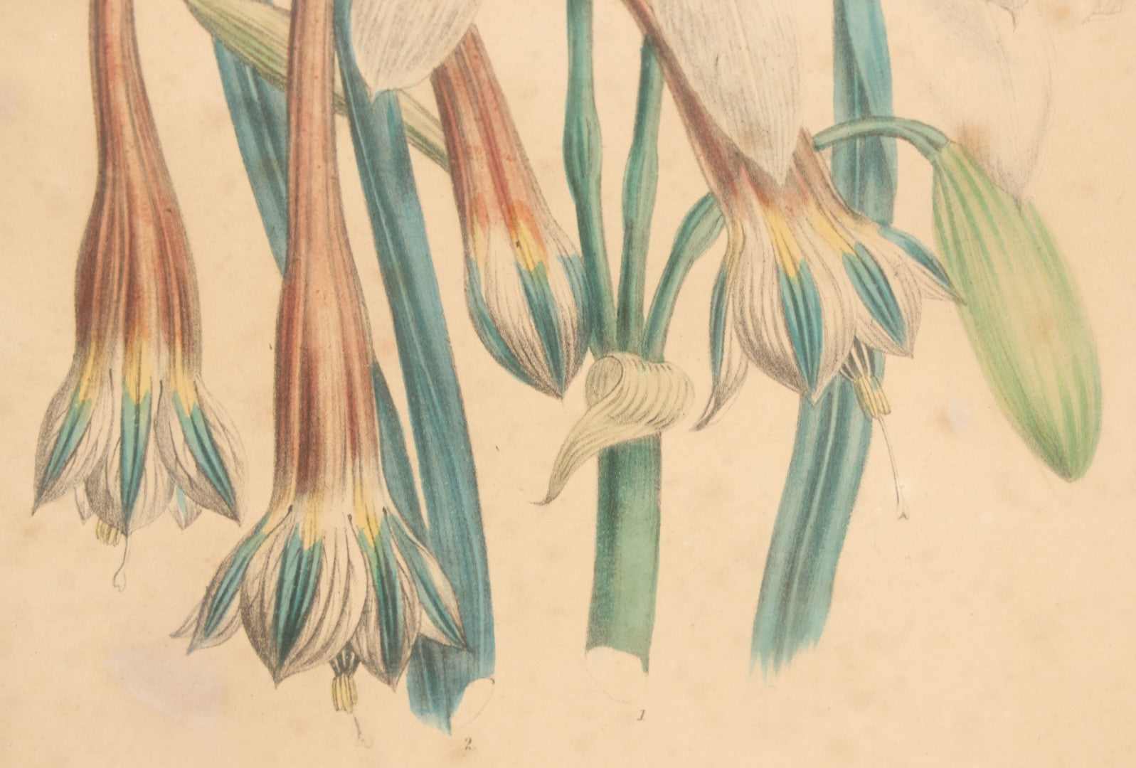 Lot 034 - Antique Hand Colored Botanical Lithograph Print Of Crinum Arenarium (Field Lily) And Asclepias Incarnata (Swamp Milkweed), Day & Haghe Lithographers, London, 14-7/8" x 19-1/8"