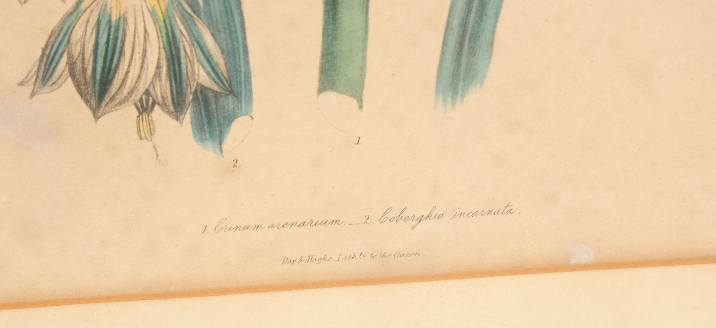Lot 034 - Antique Hand Colored Botanical Lithograph Print Of Crinum Arenarium (Field Lily) And Asclepias Incarnata (Swamp Milkweed), Day & Haghe Lithographers, London, 14-7/8" x 19-1/8"