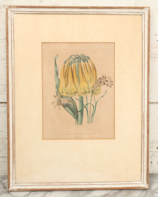 Lot 035 - Antique Hand Colored Botanical Lithograph Print Of Cyrtanthus Obliquus (Knysna Lily), Cyrtanthus Uniflorus (Fire Lily), And Cyrtanthus Odorus (Fragrant Vlei Lily), Day & Haghe Lithographers, London, 14-7/8" x 19-1/8"