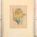 Lot 035 - Antique Hand Colored Botanical Lithograph Print Of Cyrtanthus Obliquus (Knysna Lily), Cyrtanthus Uniflorus (Fire Lily), And Cyrtanthus Odorus (Fragrant Vlei Lily), Day & Haghe Lithographers, London, 14-7/8" x 19-1/8"