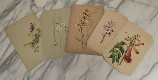 Lot 037 - Grouping Of Five Antique Botanical Watercolor Paintings On Paper Of Flowers And More, Circa 1880, Approximately 7" x 10", Some With Identification (Grouping B)