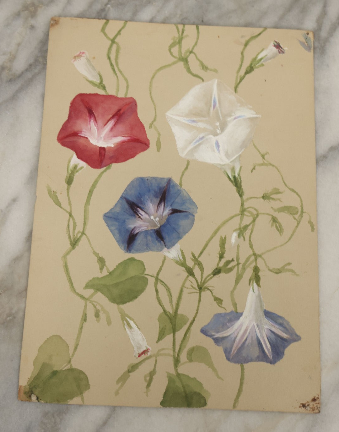 Lot 038 - Grouping Of Five Antique Botanical Watercolor Paintings On Paper Of Flowers And More, Circa 1880, Approximately 7" x 10", Some With Identification (Grouping C)