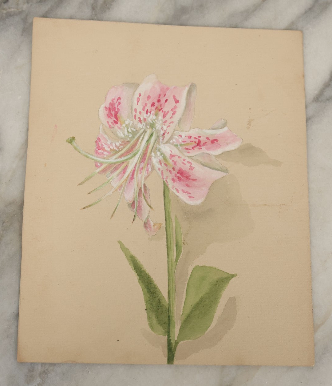 Lot 038 - Grouping Of Five Antique Botanical Watercolor Paintings On Paper Of Flowers And More, Circa 1880, Approximately 7" x 10", Some With Identification (Grouping C)