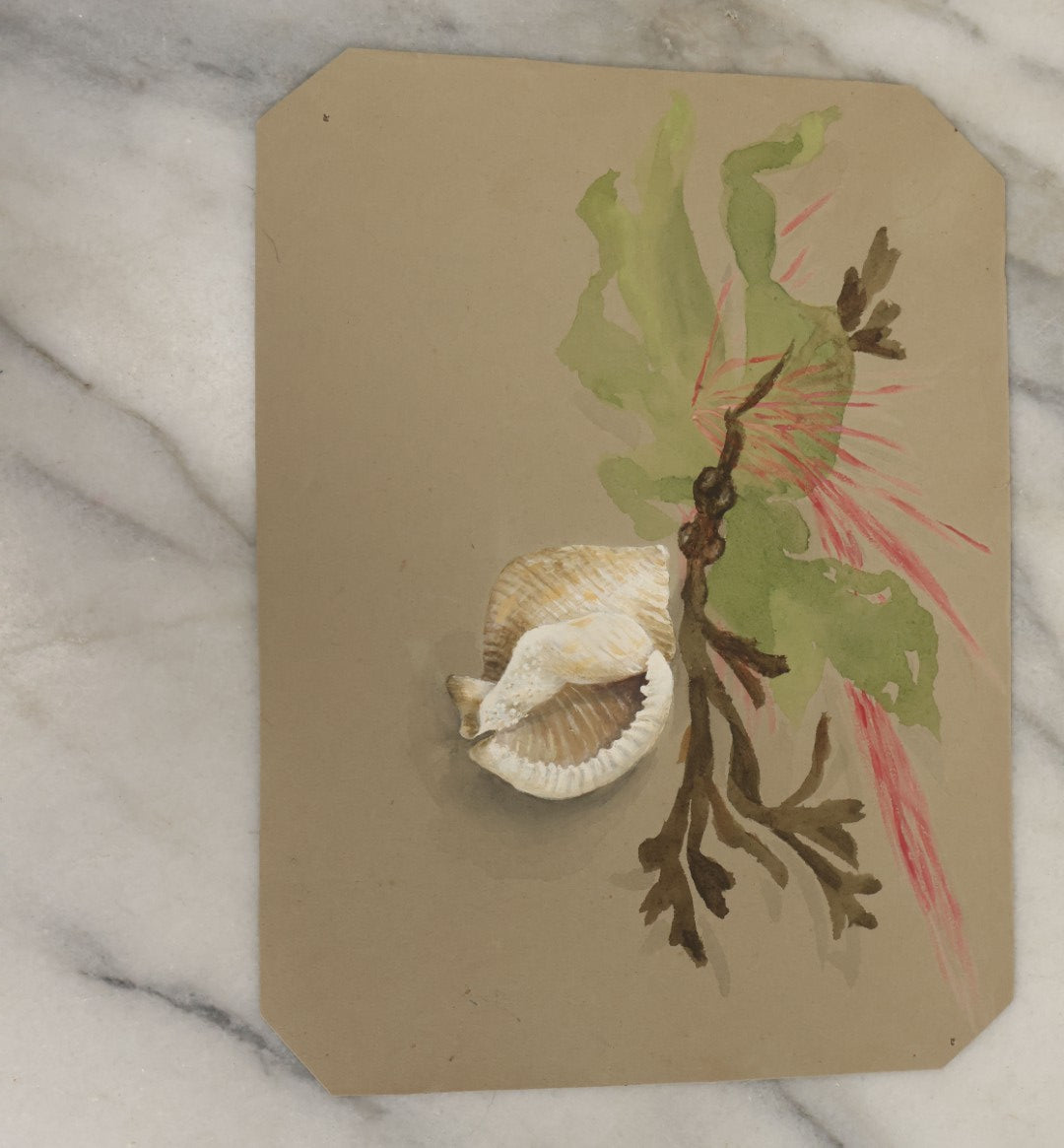 Lot 038 - Grouping Of Five Antique Botanical Watercolor Paintings On Paper Of Flowers And More, Circa 1880, Approximately 7" x 10", Some With Identification (Grouping C)