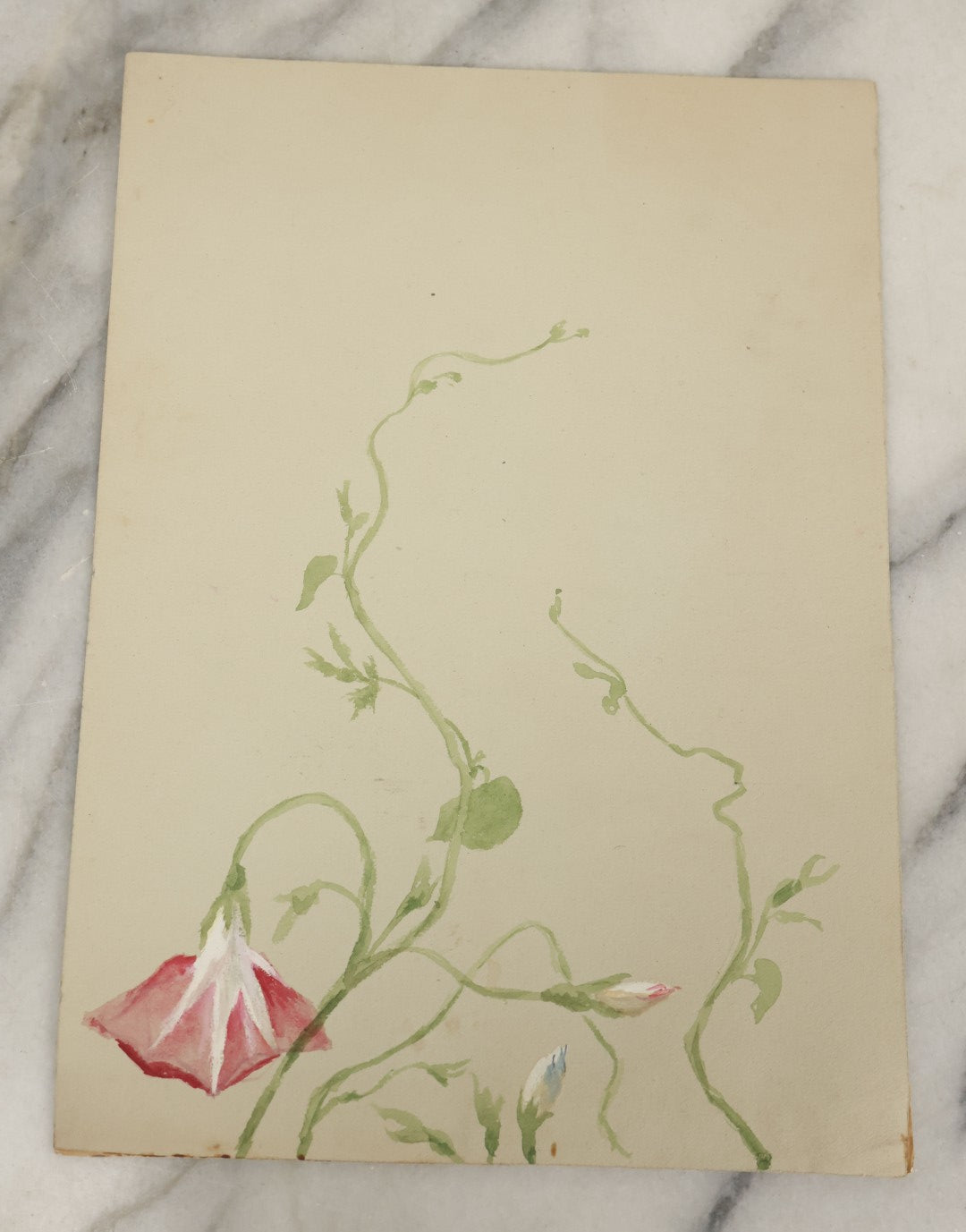 Lot 038 - Grouping Of Five Antique Botanical Watercolor Paintings On Paper Of Flowers And More, Circa 1880, Approximately 7" x 10", Some With Identification (Grouping C)