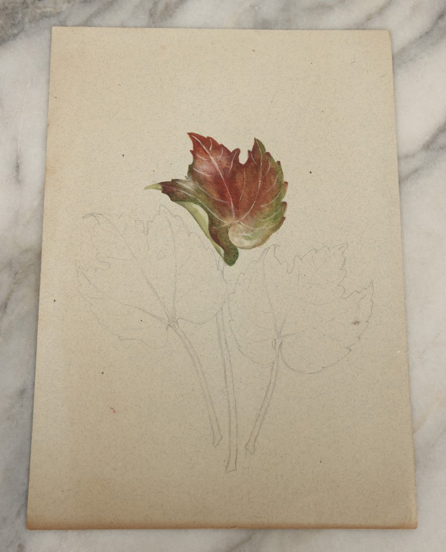 Lot 039 - Grouping Of Five Antique Botanical Watercolor Paintings And Sketches On Paper Of Flowers And More, Circa 1880, Approximately 7" x 10", Some With Identification (Grouping D)