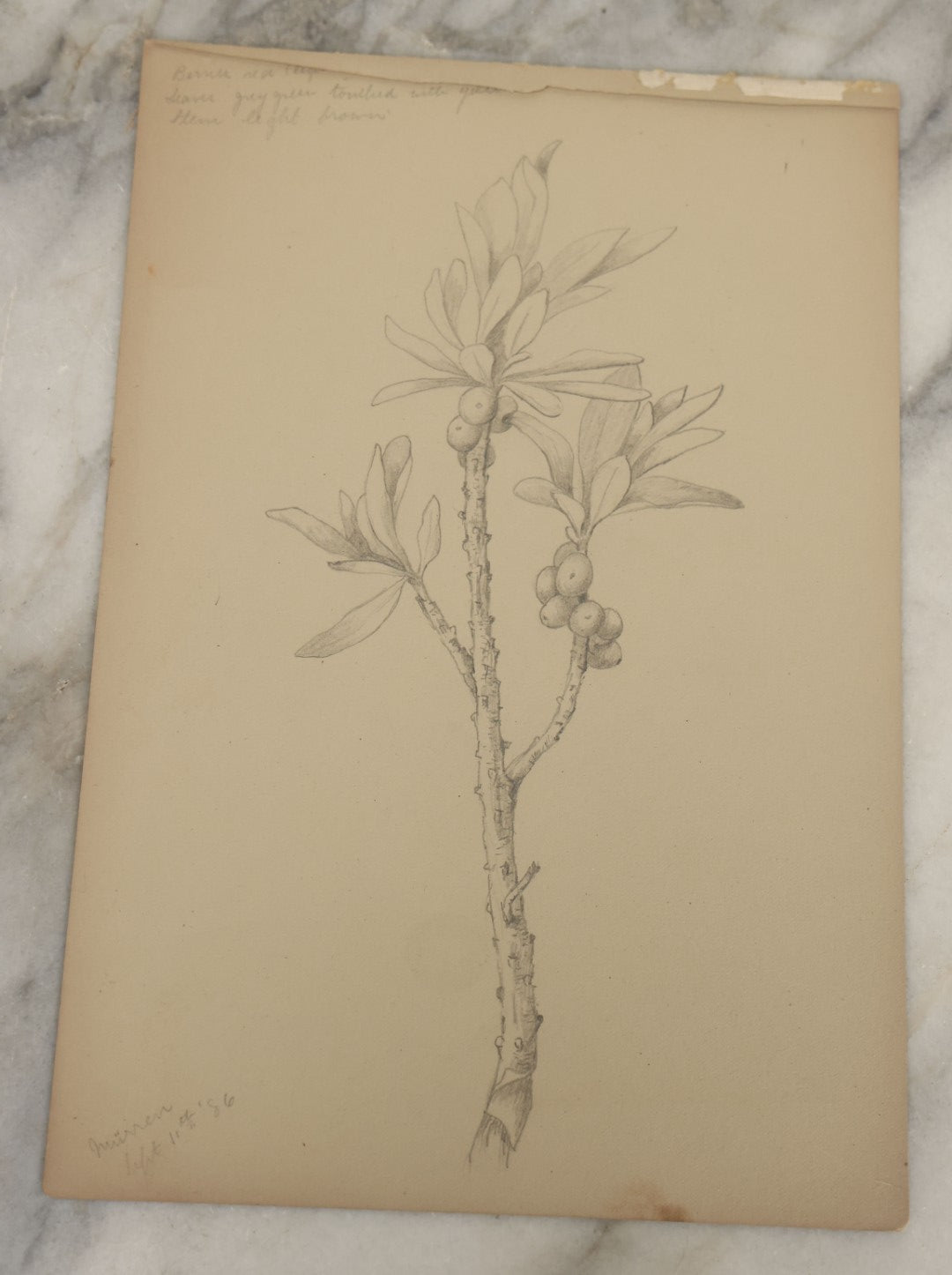Lot 039 - Grouping Of Five Antique Botanical Watercolor Paintings And Sketches On Paper Of Flowers And More, Circa 1880, Approximately 7" x 10", Some With Identification (Grouping D)