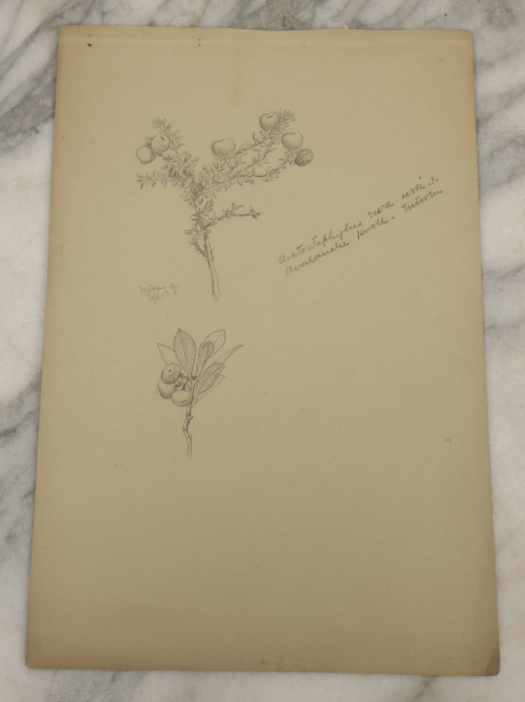 Lot 039 - Grouping Of Five Antique Botanical Watercolor Paintings And Sketches On Paper Of Flowers And More, Circa 1880, Approximately 7" x 10", Some With Identification (Grouping D)