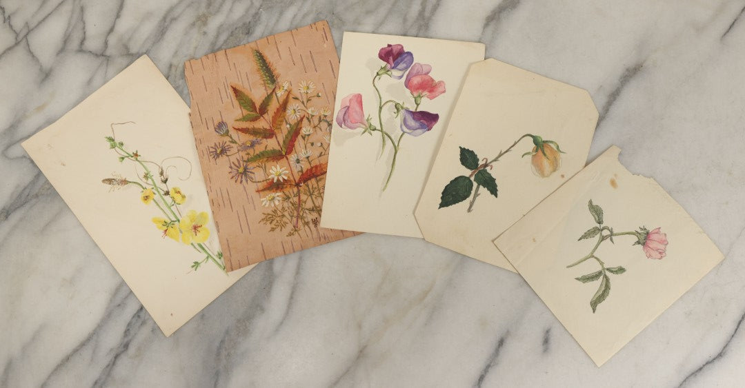 Lot 040 - Grouping Of Five Antique Botanical Watercolor Paintings And Sketches On Paper Of Flowers And More, Circa 1880, Approximately 5" x 7", Some With Identification (Grouping E)