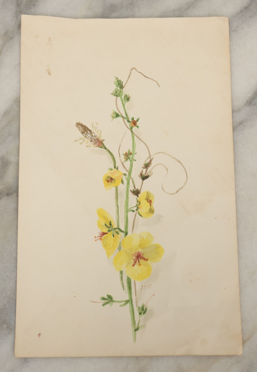 Lot 040 - Grouping Of Five Antique Botanical Watercolor Paintings And Sketches On Paper Of Flowers And More, Circa 1880, Approximately 5" x 7", Some With Identification (Grouping E)