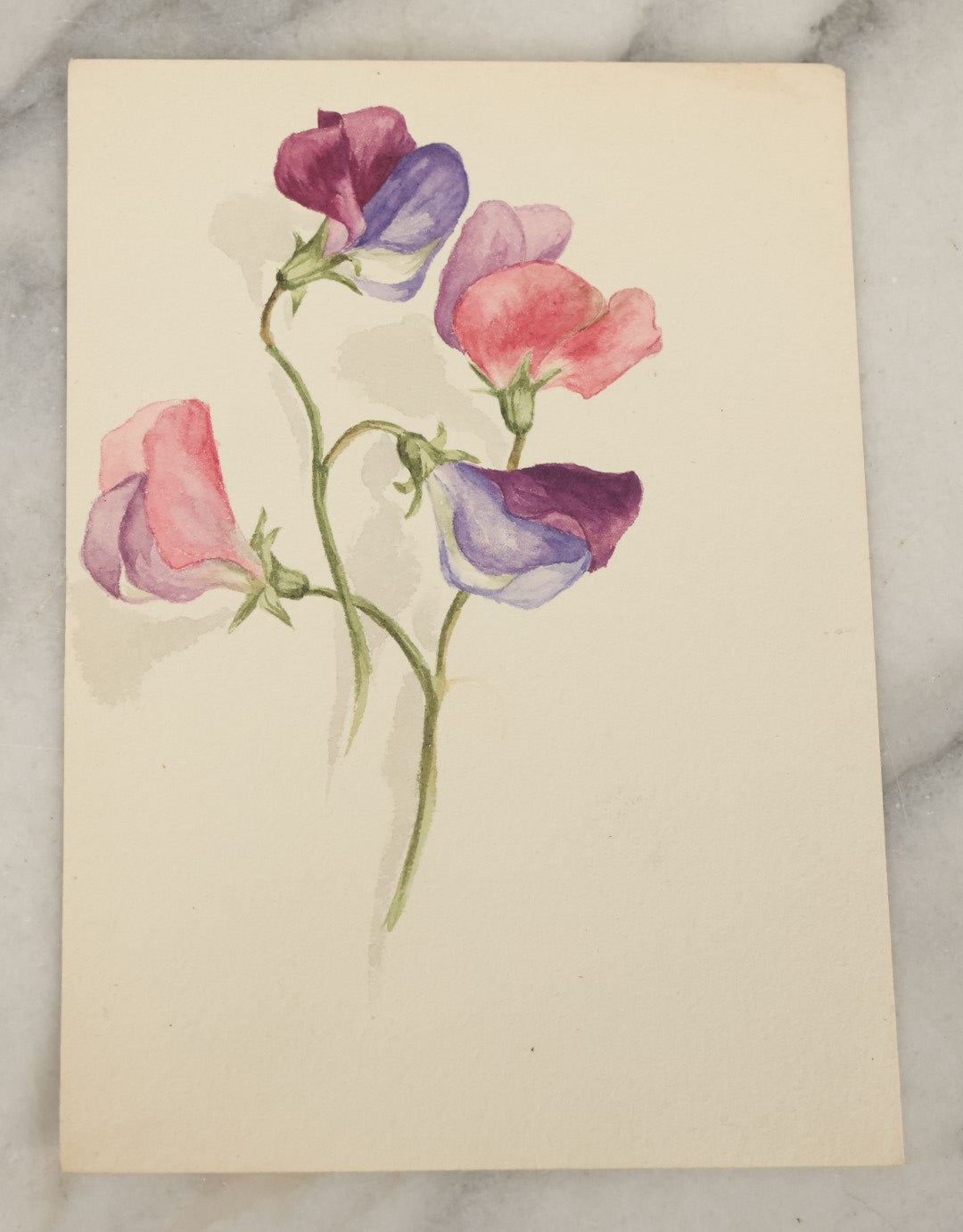Lot 040 - Grouping Of Five Antique Botanical Watercolor Paintings And Sketches On Paper Of Flowers And More, Circa 1880, Approximately 5" x 7", Some With Identification (Grouping E)