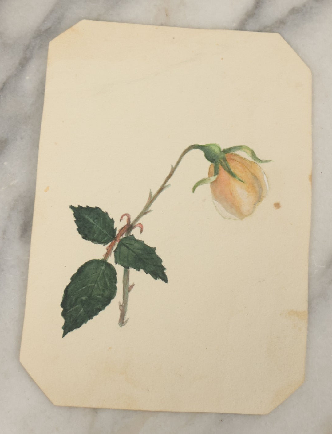 Lot 040 - Grouping Of Five Antique Botanical Watercolor Paintings And Sketches On Paper Of Flowers And More, Circa 1880, Approximately 5" x 7", Some With Identification (Grouping E)