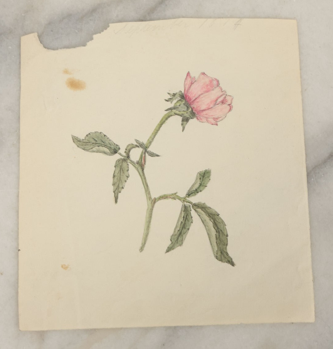 Lot 040 - Grouping Of Five Antique Botanical Watercolor Paintings And Sketches On Paper Of Flowers And More, Circa 1880, Approximately 5" x 7", Some With Identification (Grouping E)