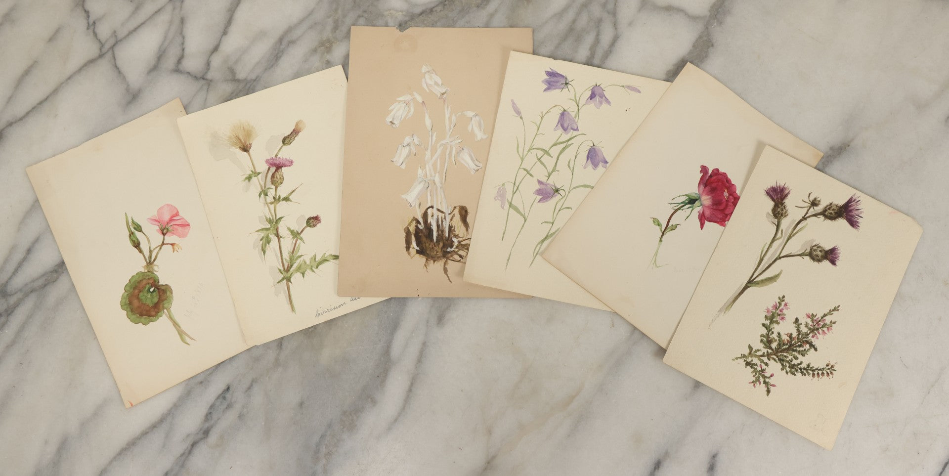 Lot 041 - Grouping Of Six Antique Botanical Watercolor Paintings And Sketches On Paper Of Flowers And More, Circa 1880, Approximately 5" x 7", Some With Identification (Grouping F)