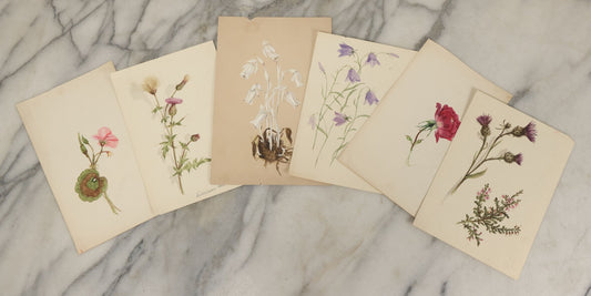 Lot 041 - Grouping Of Six Antique Botanical Watercolor Paintings And Sketches On Paper Of Flowers And More, Circa 1880, Approximately 5" x 7", Some With Identification (Grouping F)