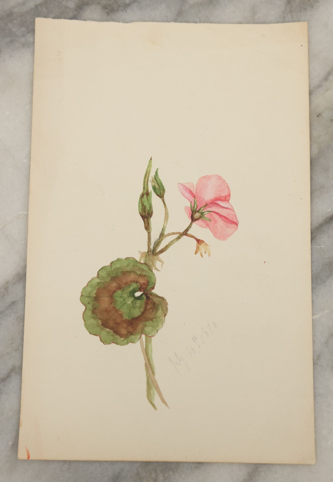 Lot 041 - Grouping Of Six Antique Botanical Watercolor Paintings And Sketches On Paper Of Flowers And More, Circa 1880, Approximately 5" x 7", Some With Identification (Grouping F)