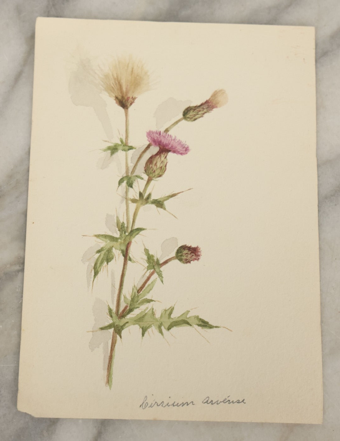 Lot 041 - Grouping Of Six Antique Botanical Watercolor Paintings And Sketches On Paper Of Flowers And More, Circa 1880, Approximately 5" x 7", Some With Identification (Grouping F)