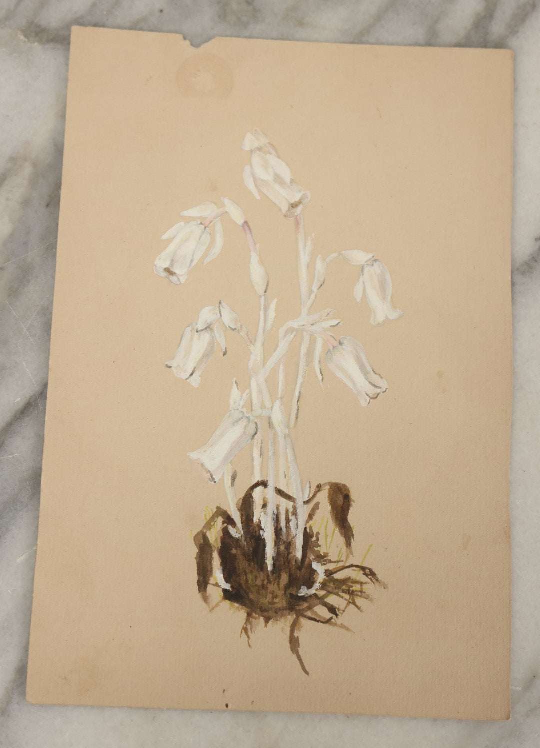 Lot 041 - Grouping Of Six Antique Botanical Watercolor Paintings And Sketches On Paper Of Flowers And More, Circa 1880, Approximately 5" x 7", Some With Identification (Grouping F)