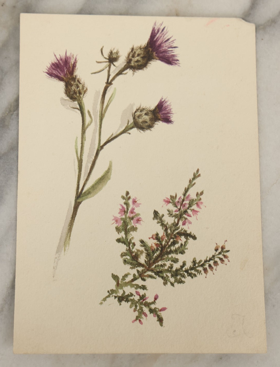 Lot 041 - Grouping Of Six Antique Botanical Watercolor Paintings And Sketches On Paper Of Flowers And More, Circa 1880, Approximately 5" x 7", Some With Identification (Grouping F)