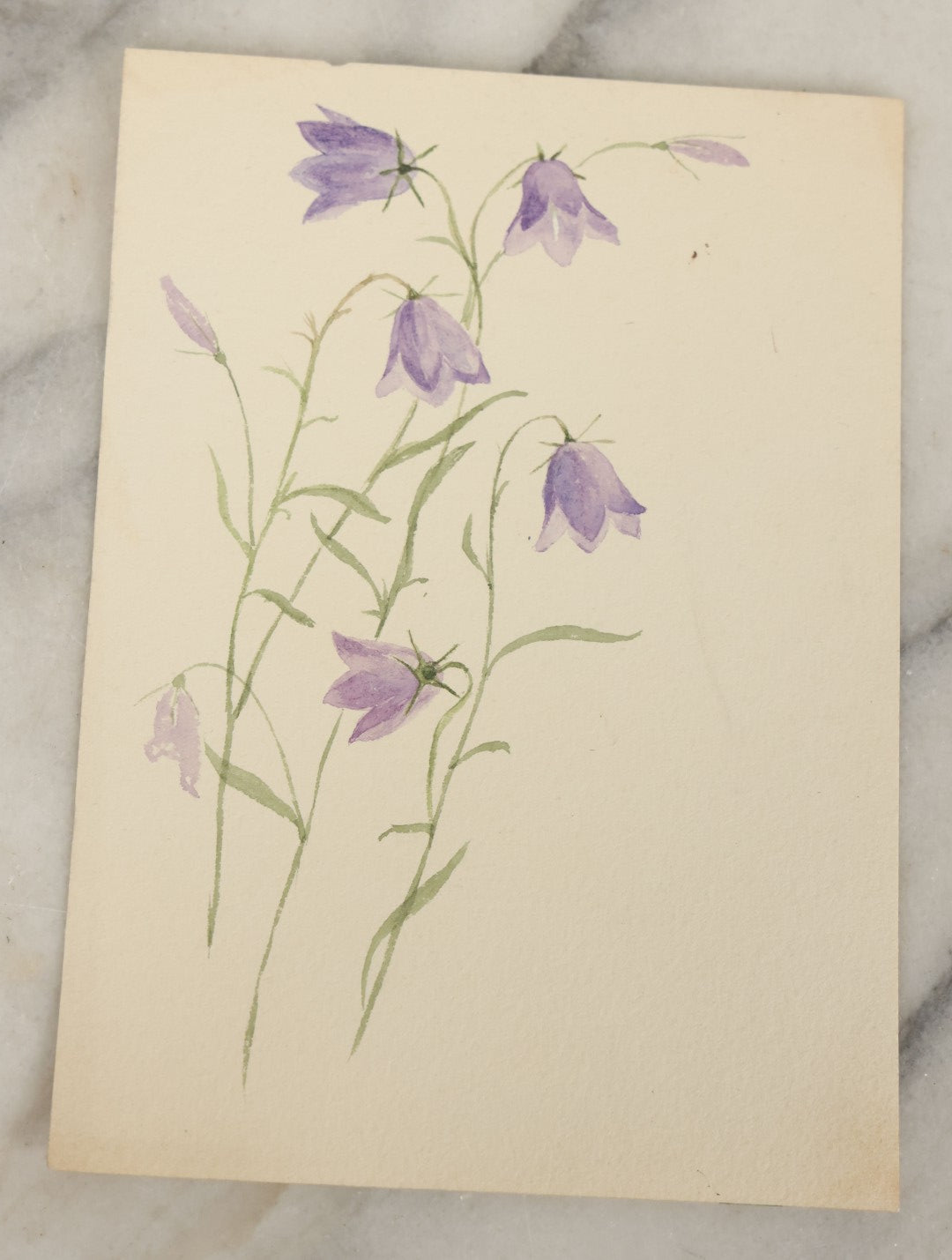 Lot 041 - Grouping Of Six Antique Botanical Watercolor Paintings And Sketches On Paper Of Flowers And More, Circa 1880, Approximately 5" x 7", Some With Identification (Grouping F)