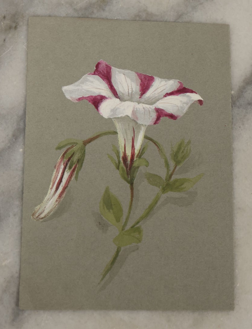 Lot 042 - Grouping Of Five Antique Botanical Watercolor Paintings And Sketches On Paper Of Flowers And More, Circa 1880, Approximately 4" x 6", Some With Identification (Grouping G)