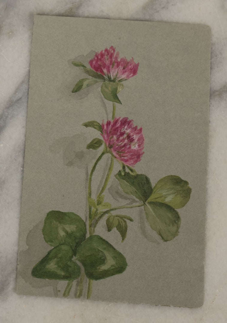 Lot 042 - Grouping Of Five Antique Botanical Watercolor Paintings And Sketches On Paper Of Flowers And More, Circa 1880, Approximately 4" x 6", Some With Identification (Grouping G)
