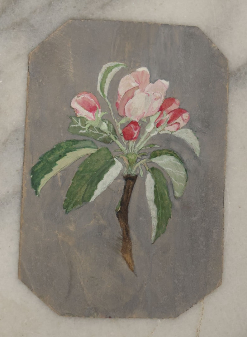 Lot 042 - Grouping Of Five Antique Botanical Watercolor Paintings And Sketches On Paper Of Flowers And More, Circa 1880, Approximately 4" x 6", Some With Identification (Grouping G)