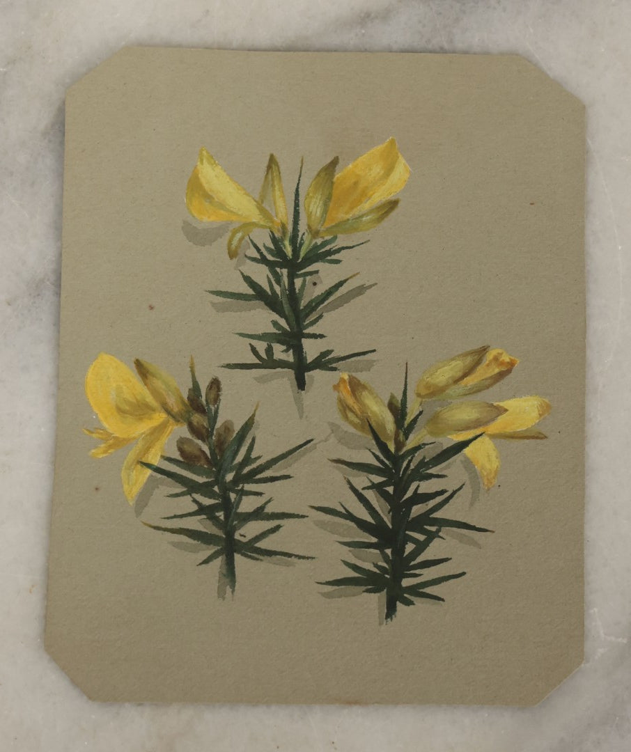 Lot 042 - Grouping Of Five Antique Botanical Watercolor Paintings And Sketches On Paper Of Flowers And More, Circa 1880, Approximately 4" x 6", Some With Identification (Grouping G)