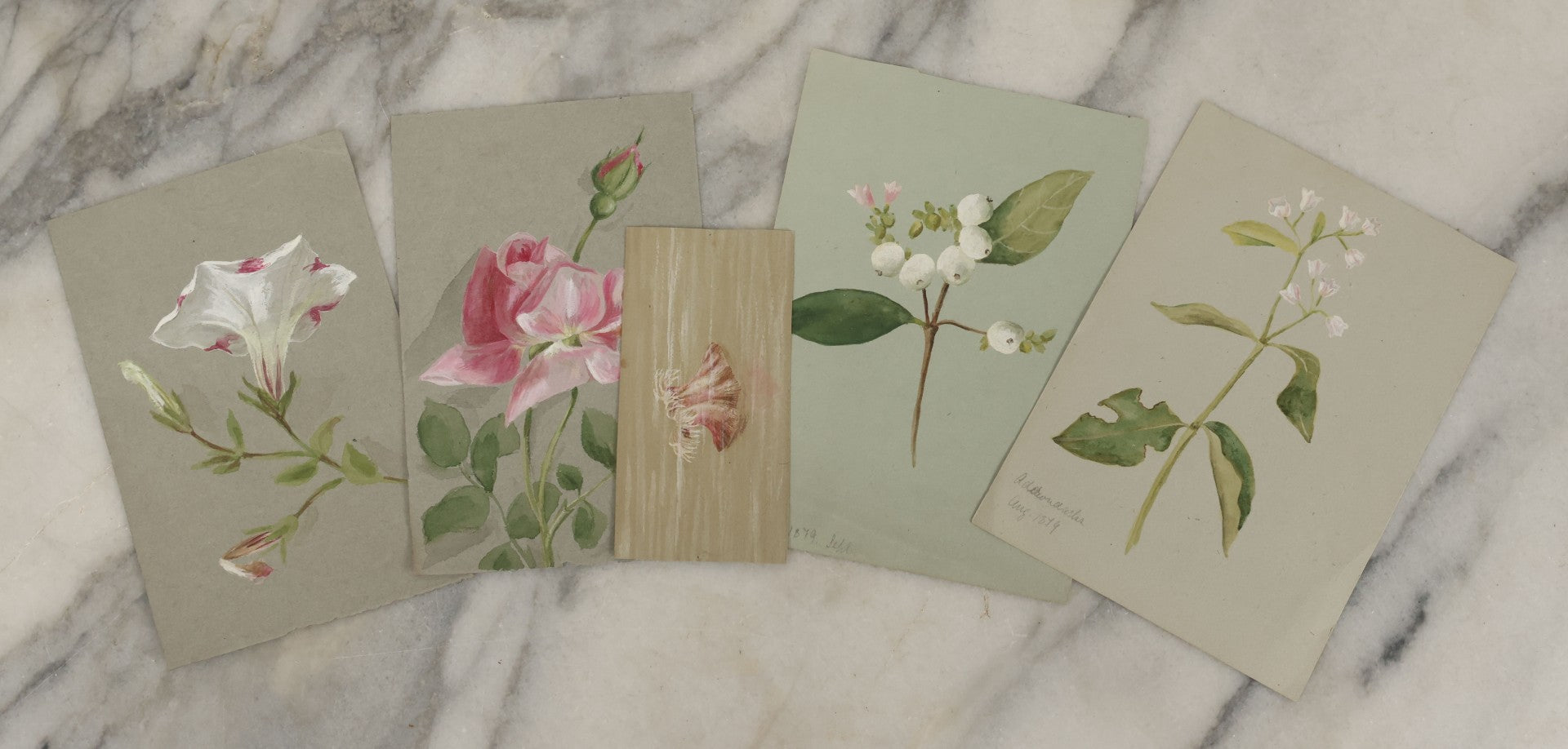 Lot 043 - Grouping Of Five Antique Botanical Watercolor Paintings And Sketches On Paper Of Flowers And More, Circa 1880, Approximately 4" x 6", Some With Identification (Grouping H)