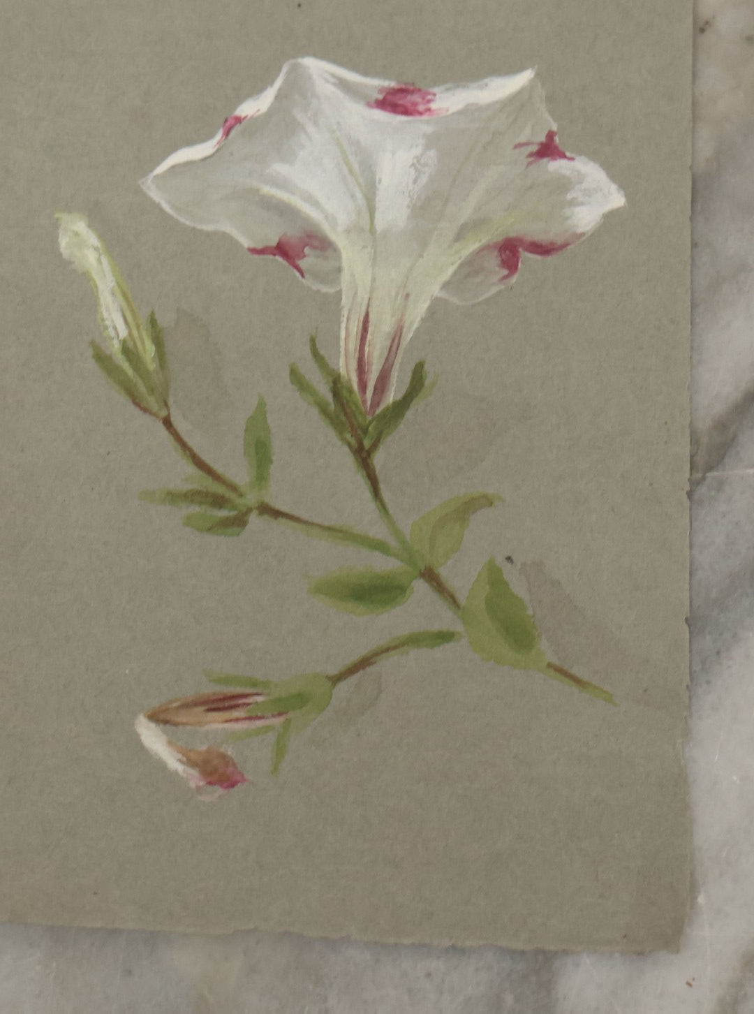 Lot 043 - Grouping Of Five Antique Botanical Watercolor Paintings And Sketches On Paper Of Flowers And More, Circa 1880, Approximately 4" x 6", Some With Identification (Grouping H)