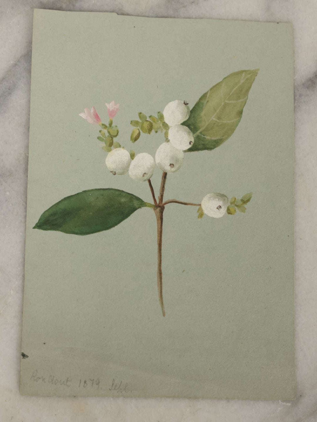 Lot 043 - Grouping Of Five Antique Botanical Watercolor Paintings And Sketches On Paper Of Flowers And More, Circa 1880, Approximately 4" x 6", Some With Identification (Grouping H)