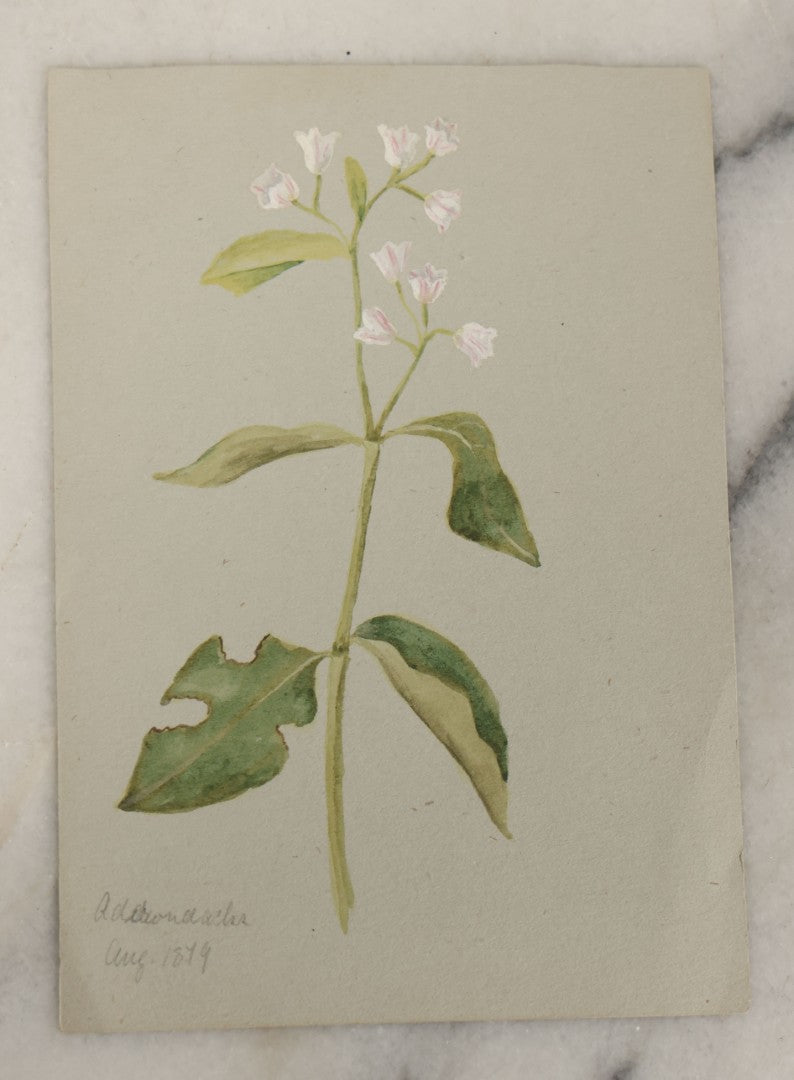 Lot 043 - Grouping Of Five Antique Botanical Watercolor Paintings And Sketches On Paper Of Flowers And More, Circa 1880, Approximately 4" x 6", Some With Identification (Grouping H)