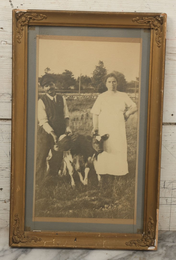 Lot 046 - Antique Framed Photograph Of A Couple With Two Baby Cow Calfs, 10-3/4" x 16-3/4"