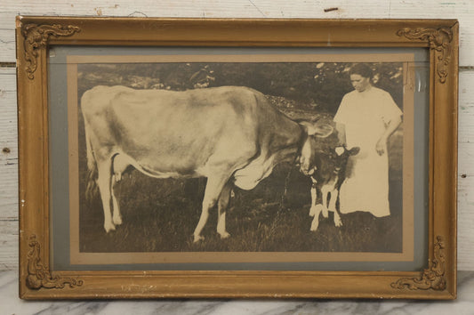 Lot 047 - Antique Framed Photograph Of A Woman With A Baby Cow Calf And Mother Cow, 16-3/4" x 10-3/4"
