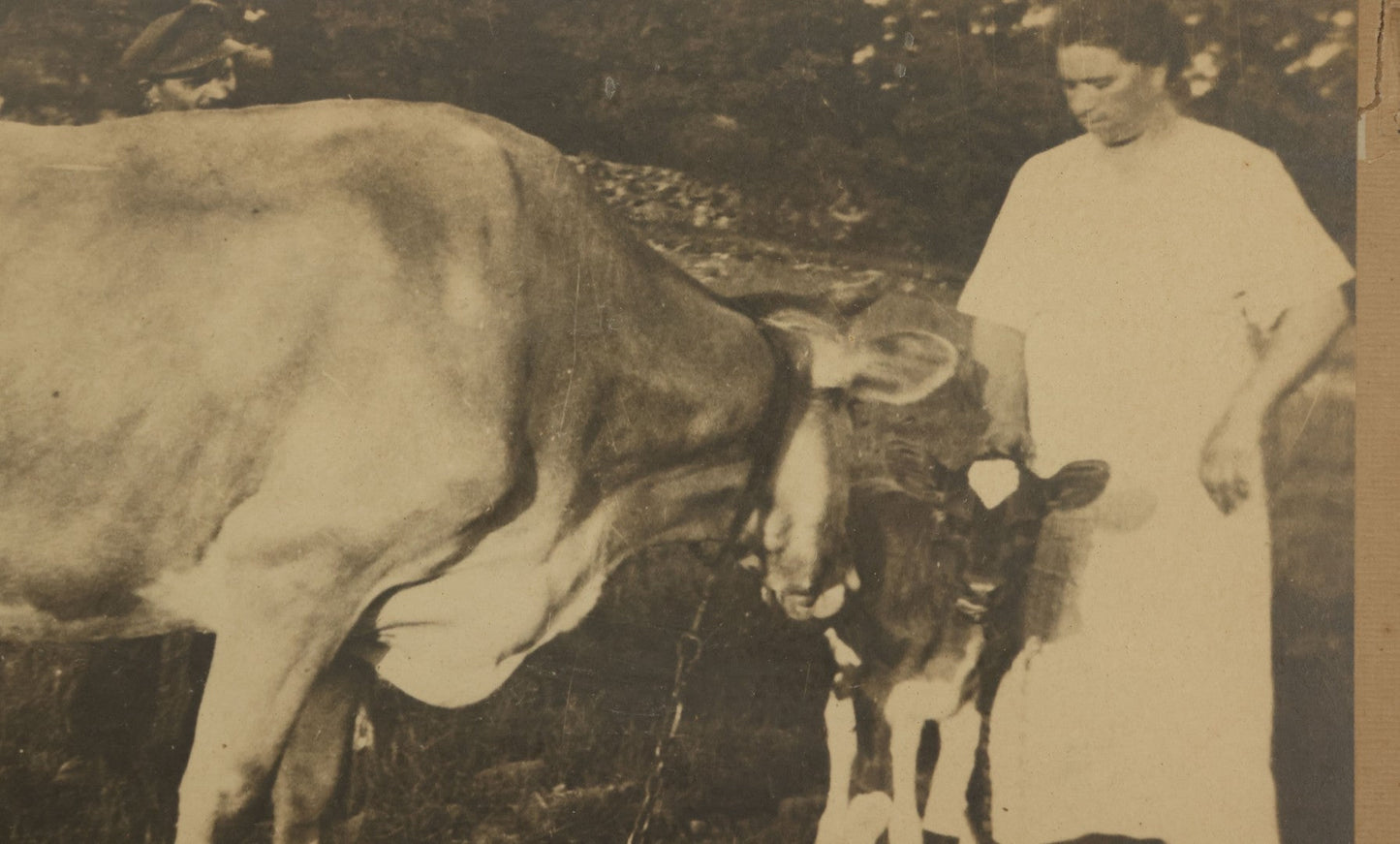 Lot 047 - Antique Framed Photograph Of A Woman With A Baby Cow Calf And Mother Cow, 16-3/4" x 10-3/4"
