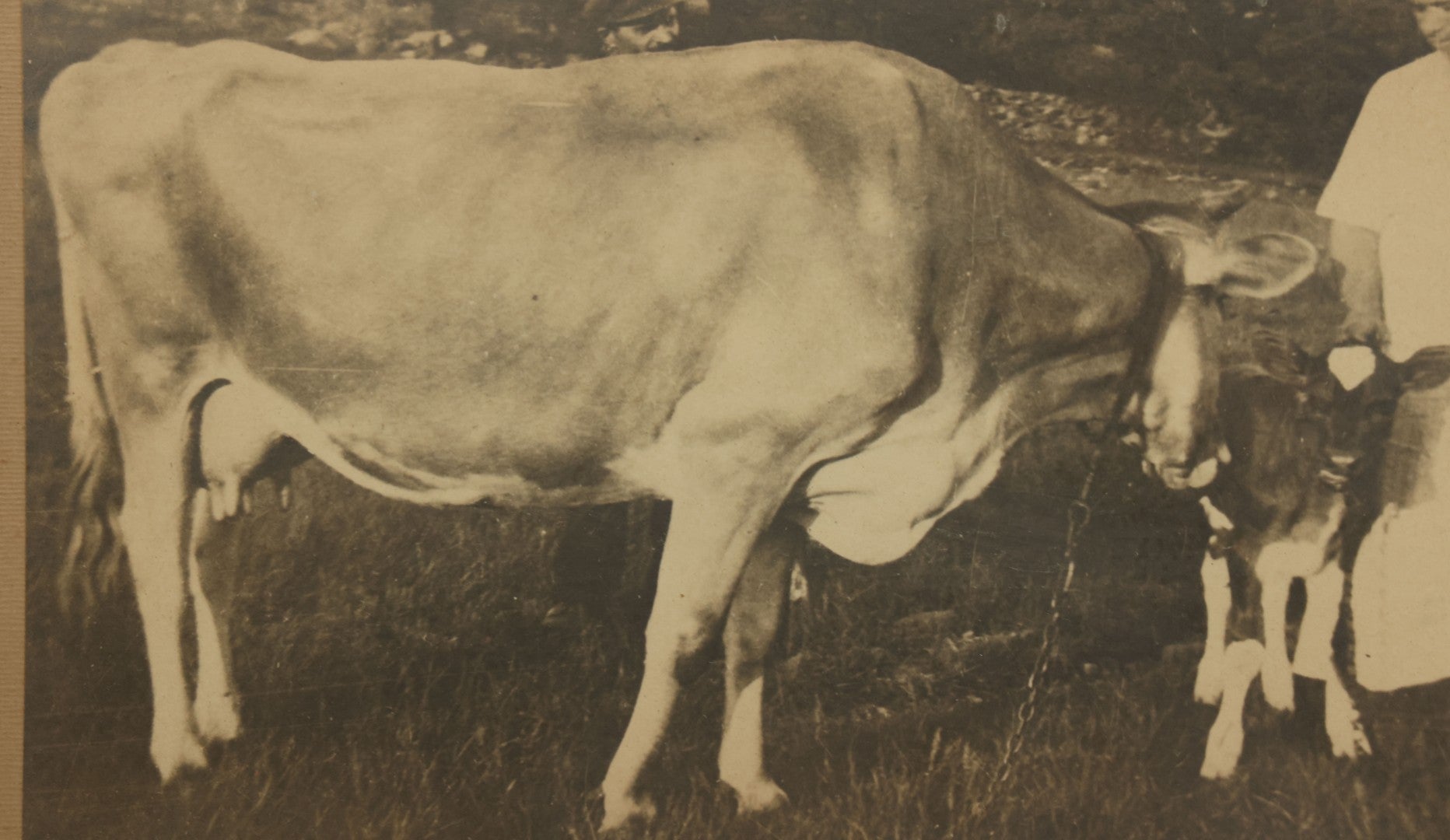 Lot 047 - Antique Framed Photograph Of A Woman With A Baby Cow Calf And Mother Cow, 16-3/4" x 10-3/4"