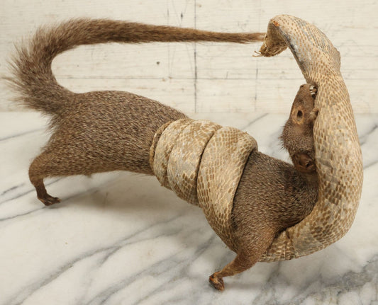 Lot 004 - Vintage Taxidermy Mongoose Fighting A Cobra Full Body Mount, Note Heavy Wear, Losses