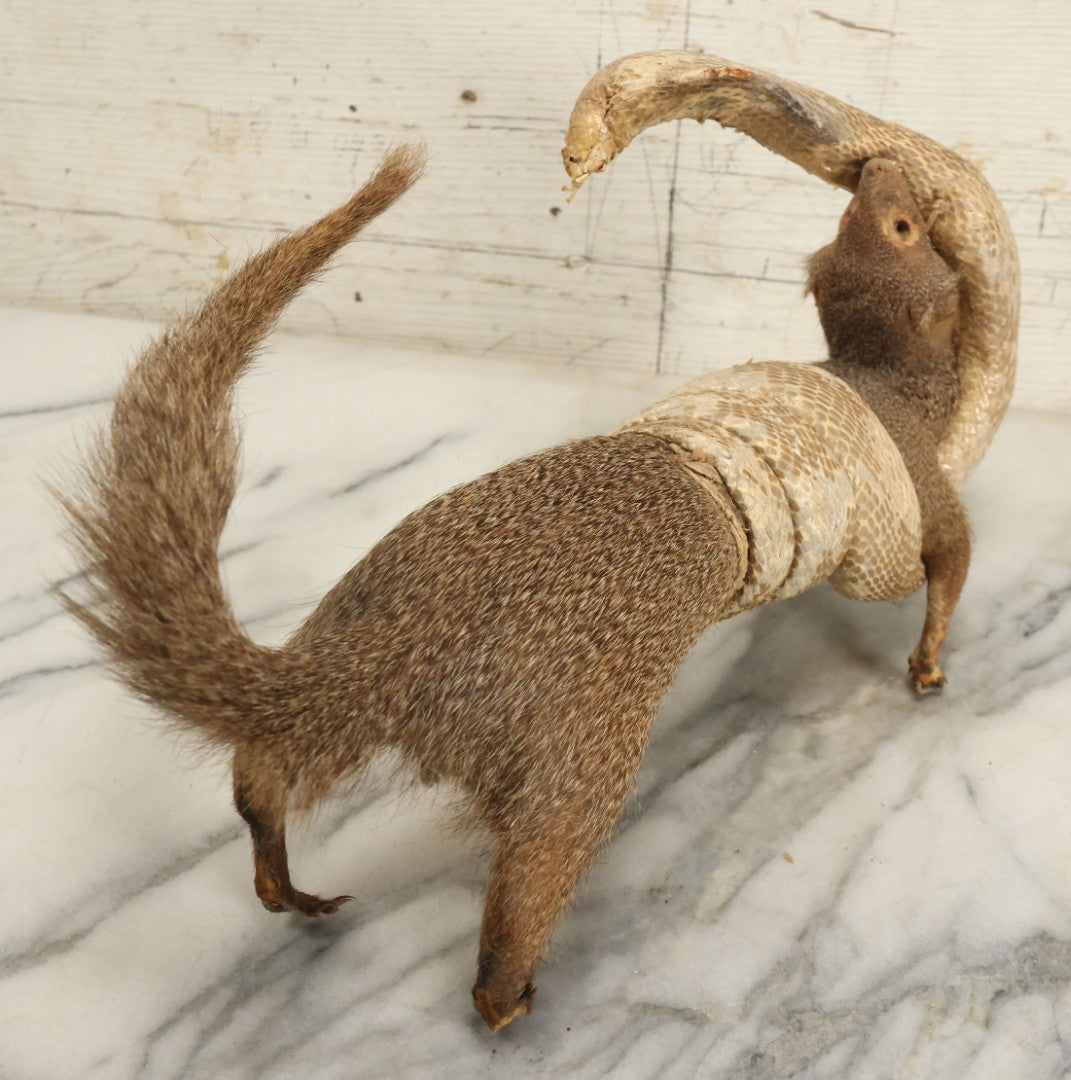 Lot 004 - Vintage Taxidermy Mongoose Fighting A Cobra Full Body Mount, Note Heavy Wear, Losses