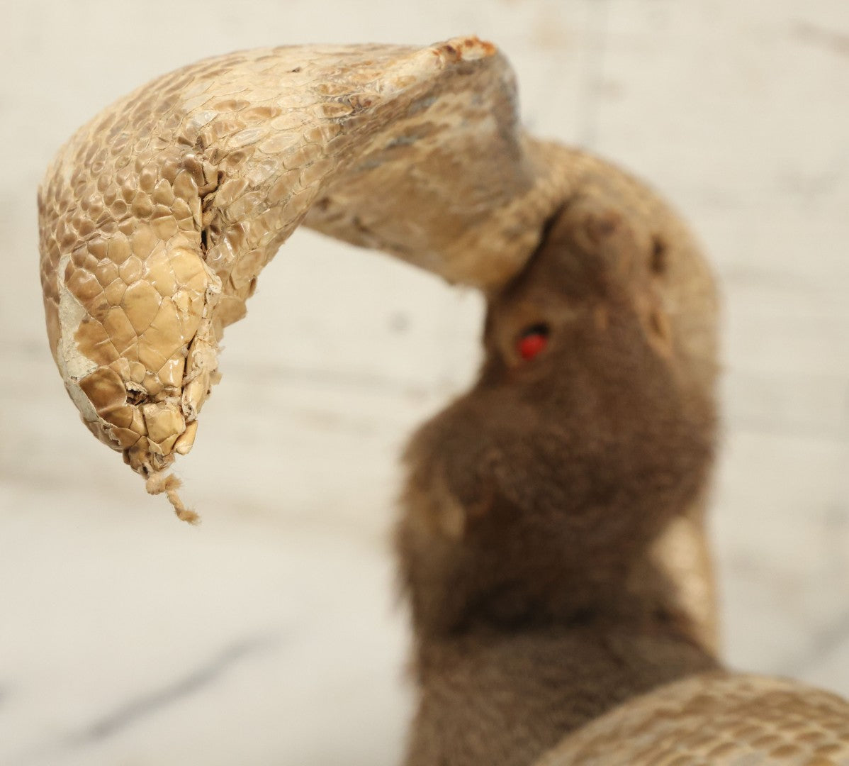 Lot 004 - Vintage Taxidermy Mongoose Fighting A Cobra Full Body Mount, Note Heavy Wear, Losses