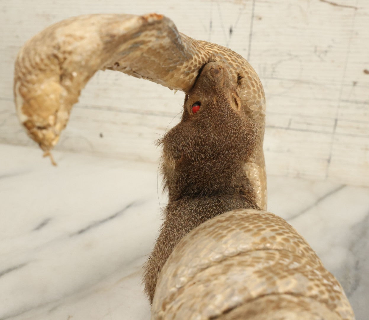 Lot 004 - Vintage Taxidermy Mongoose Fighting A Cobra Full Body Mount, Note Heavy Wear, Losses