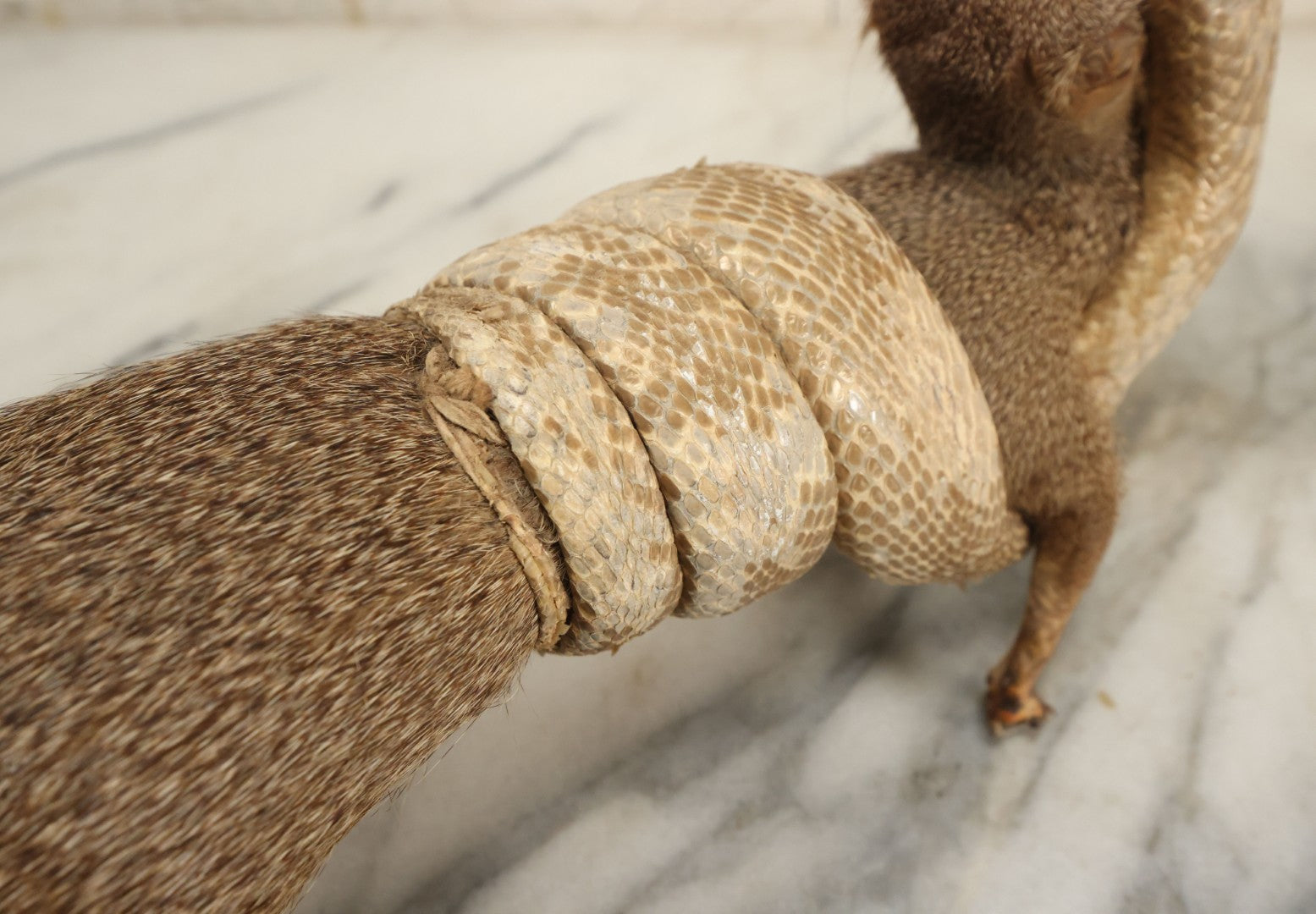 Lot 004 - Vintage Taxidermy Mongoose Fighting A Cobra Full Body Mount, Note Heavy Wear, Losses