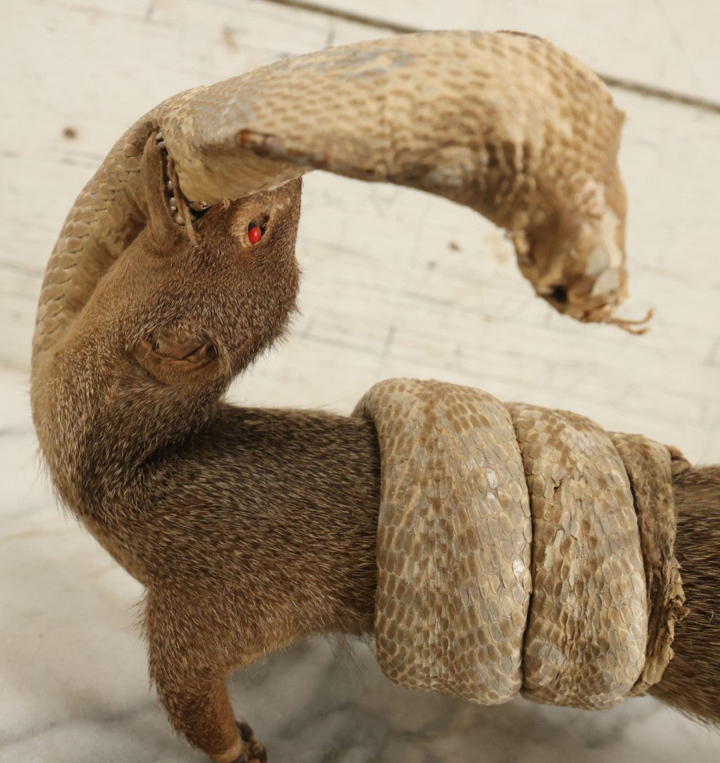 Lot 004 - Vintage Taxidermy Mongoose Fighting A Cobra Full Body Mount, Note Heavy Wear, Losses