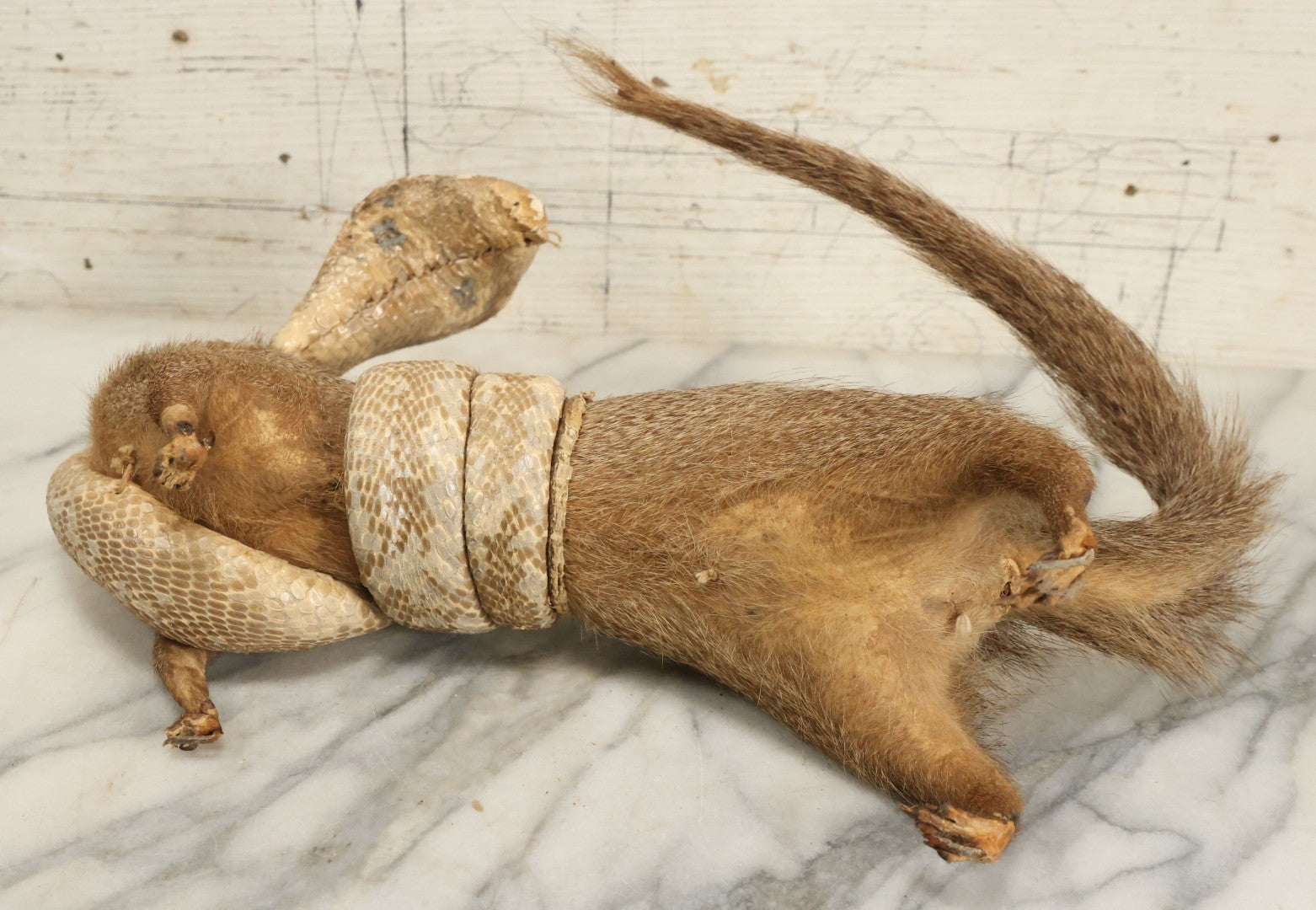 Lot 004 - Vintage Taxidermy Mongoose Fighting A Cobra Full Body Mount, Note Heavy Wear, Losses