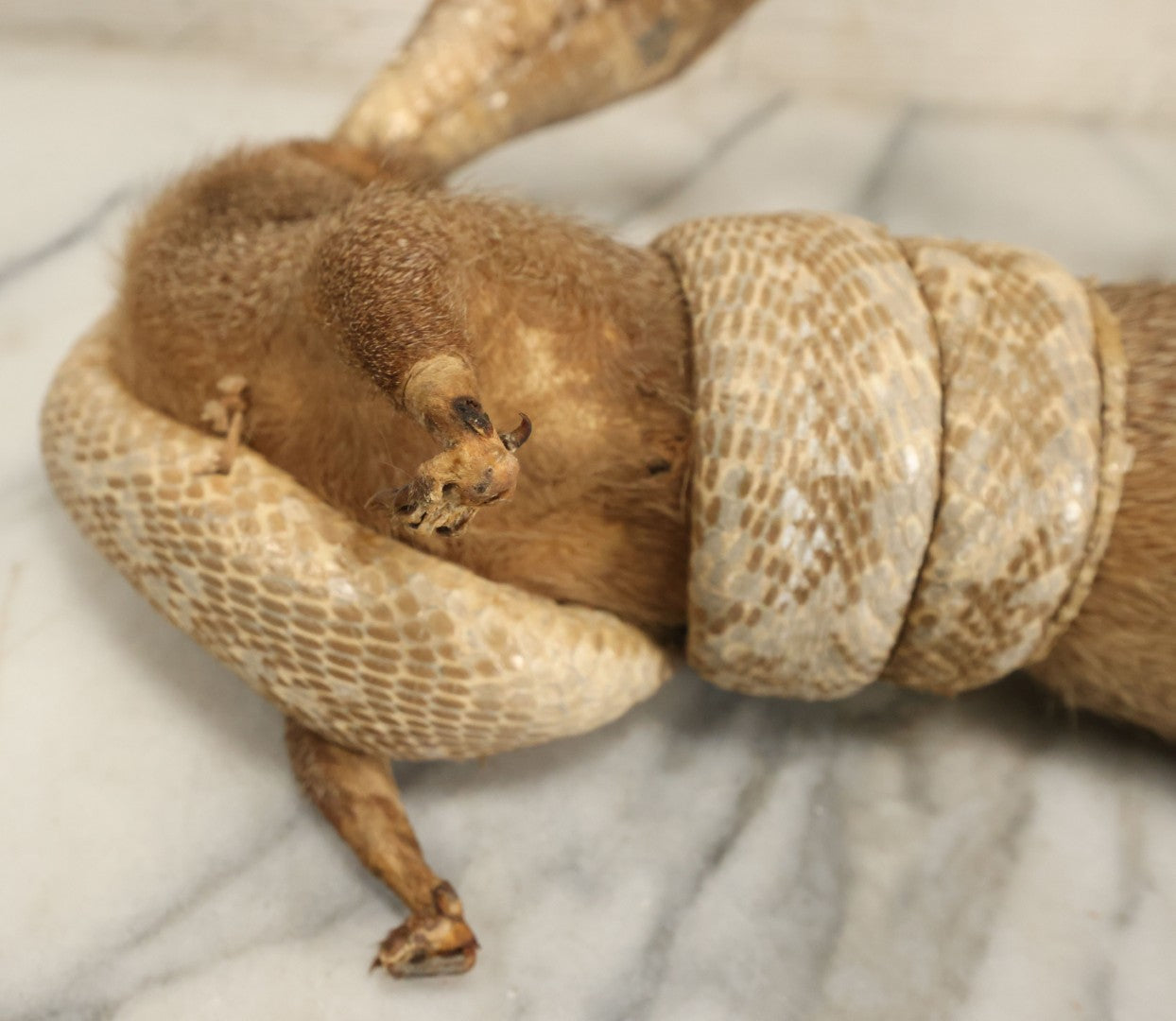 Lot 004 - Vintage Taxidermy Mongoose Fighting A Cobra Full Body Mount, Note Heavy Wear, Losses