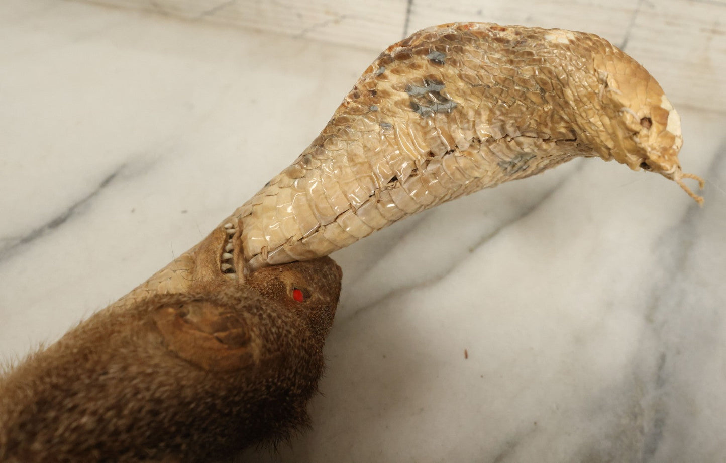Lot 004 - Vintage Taxidermy Mongoose Fighting A Cobra Full Body Mount, Note Heavy Wear, Losses