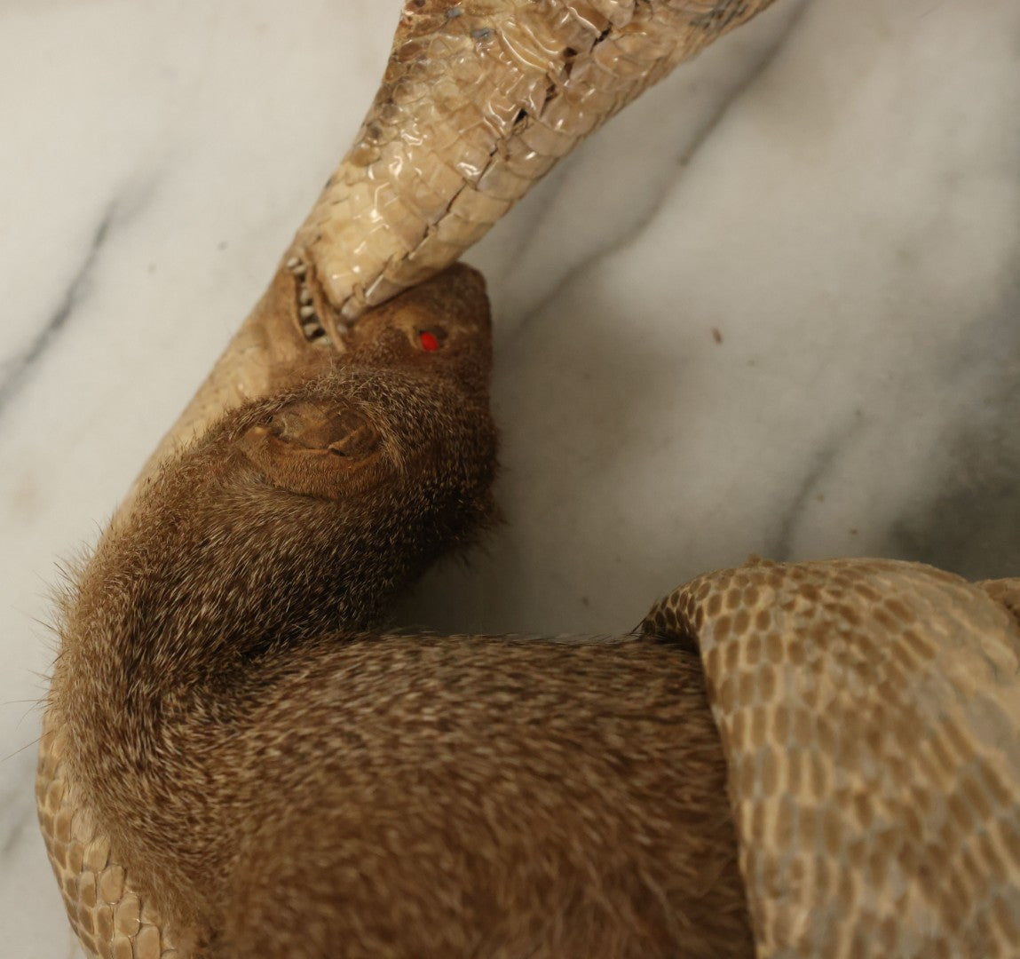 Lot 004 - Vintage Taxidermy Mongoose Fighting A Cobra Full Body Mount, Note Heavy Wear, Losses