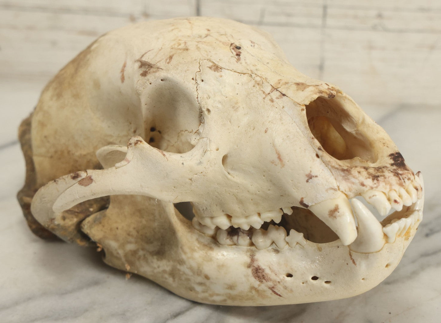 Lot 005 - Unmounted Black Bear Taxidermy Skull (A - Larger)