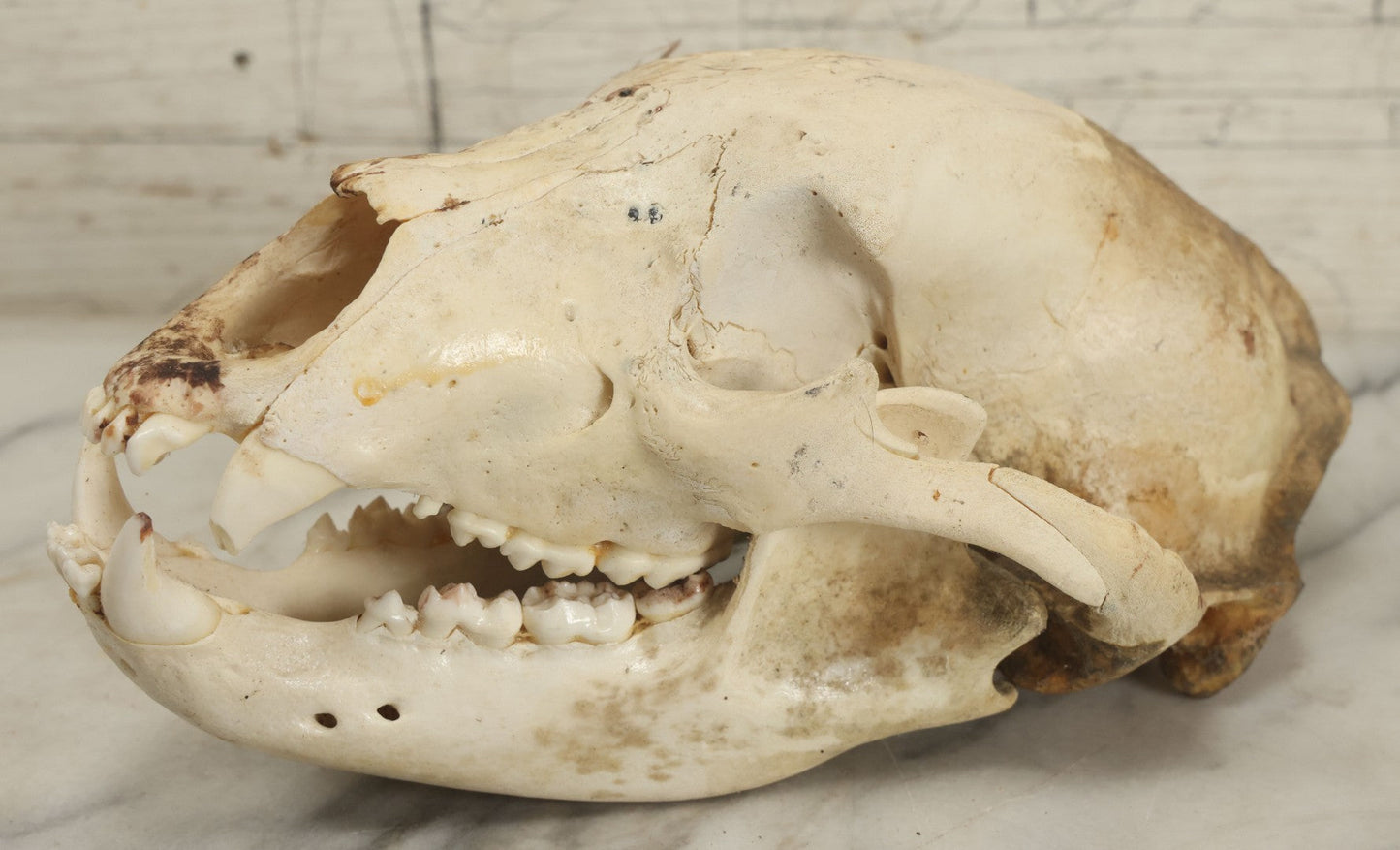 Lot 005 - Unmounted Black Bear Taxidermy Skull (A - Larger)