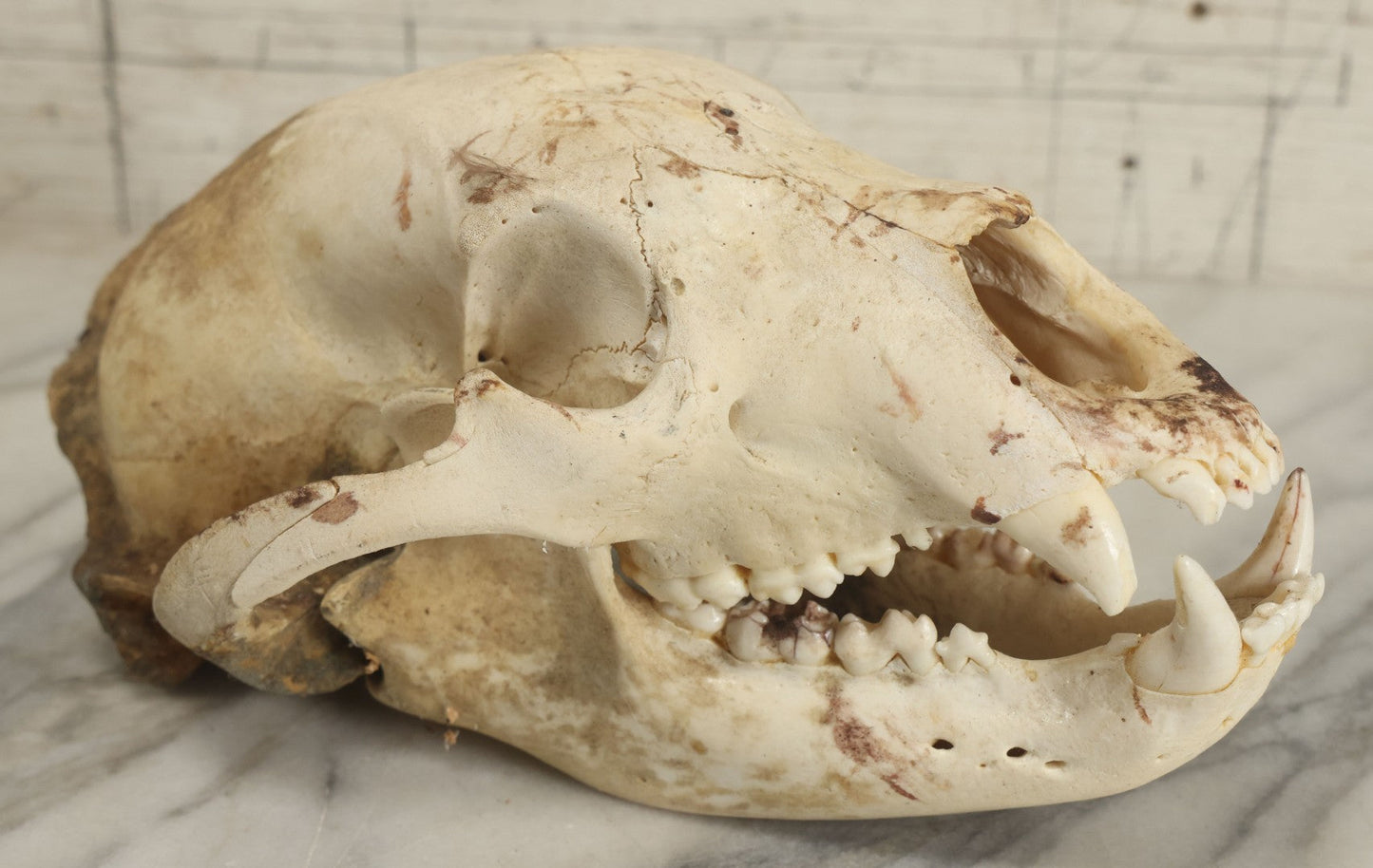Lot 005 - Unmounted Black Bear Taxidermy Skull (A - Larger)